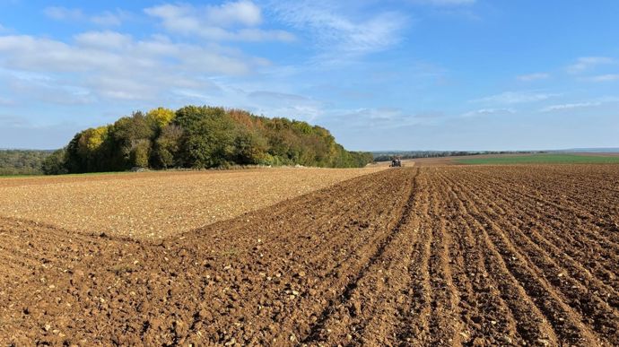 Surveiller pucerons et cicadelles dans le blé, dès la levée