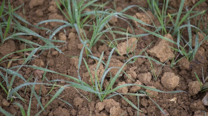 Continuer à surveiller les pucerons dans les céréales, surtout en cas de redoux