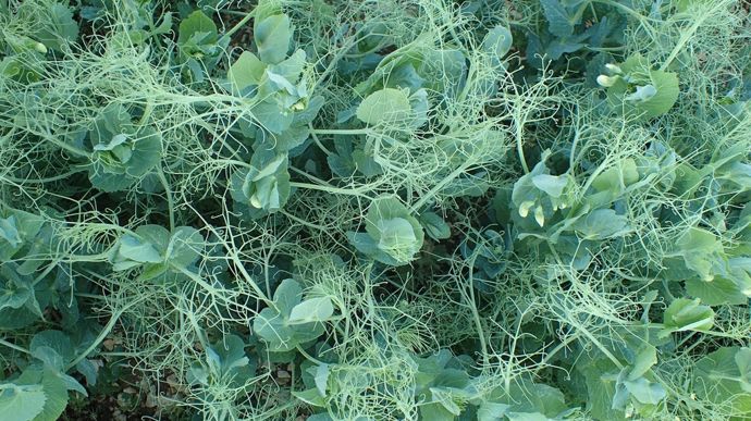 Pois et féveroles : les traitements de semences disponibles pour les protéger