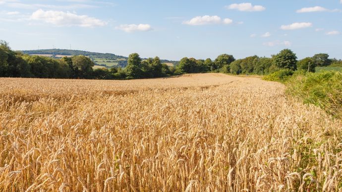Les céréaliers demandent « un plan de sauvegarde immédiat »