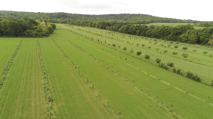 Projet agroforestier : « 15 erreurs pour éviter de se planter ! »