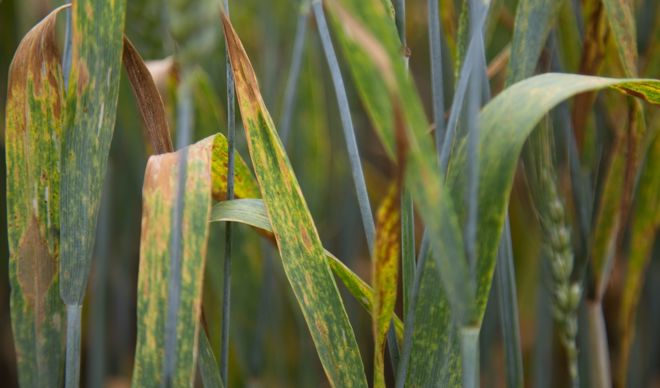 Bayer renforce son offre de protection pour les céréales à paille