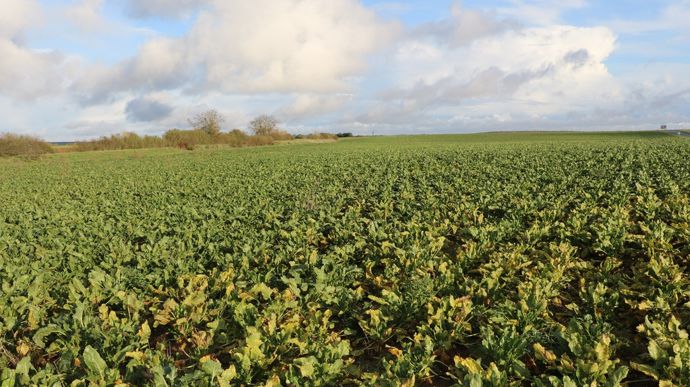 Dans les Hauts-de-France, le projet de micro-sucrerie bio valide son procédé sur une ligne pilote