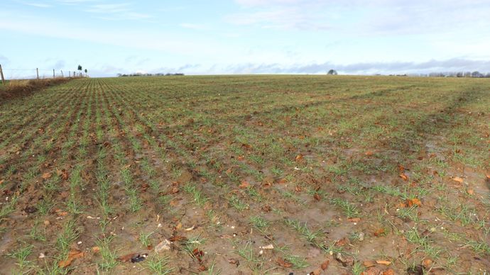 Ajuster la conduite des céréales en cas d’excès d’eau ?