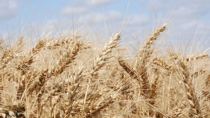 Céréales à paille : quelles sont les variétés les plus cultivées en mélange ?