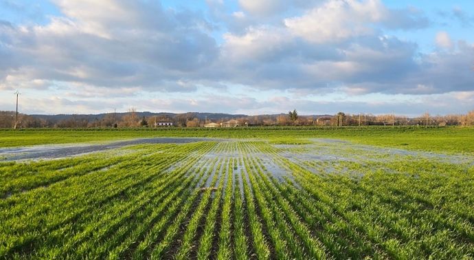 Les cultures sous surveillance après 36 jours de pluie consécutifs