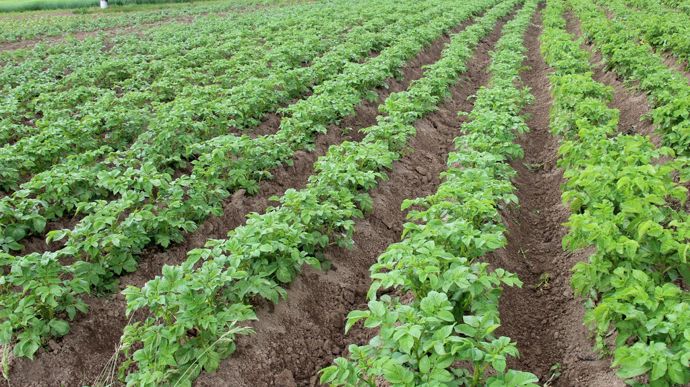 Coûts de production, contrats… Le NEPG appelle les producteurs à la prudence