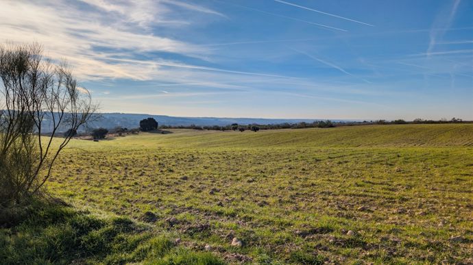 Les cultures françaises profitent du retour d’un climat doux et sec