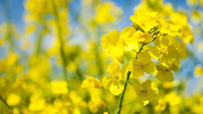 La flambée du pétrole attire le colza Euronext sur les 500 €/t