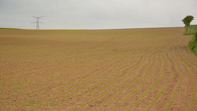 Movento obtient aussi une dérogation 120 jours sur betteraves sucrières