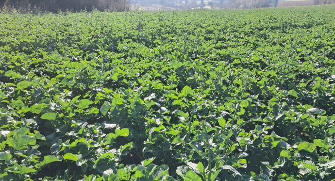 Des conditions favorables aux insectes de sortie hiver sur colza