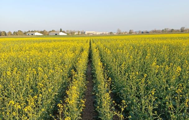 Une floraison « contrastée et poussive » des colzas dans certains secteurs