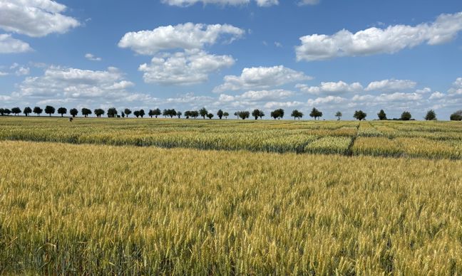 150 variétés référencées dans la liste des blés meuniers 2026