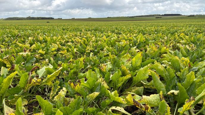 Dérogation acceptée pour l&rsquo;aphicide Verseon sur betteraves