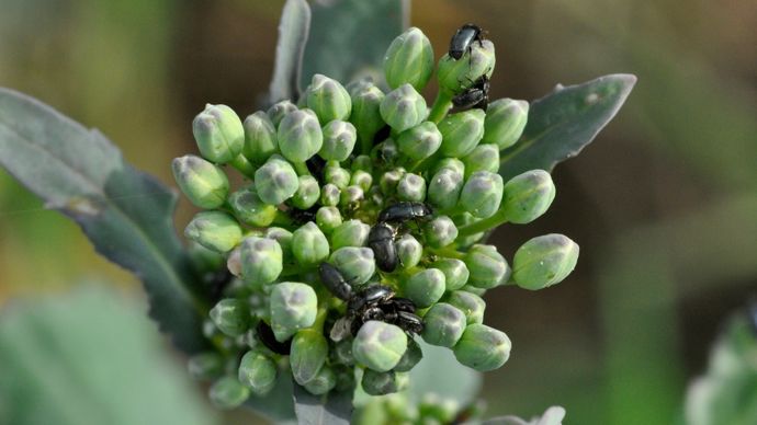 Colza, continuer à surveiller les meligethes