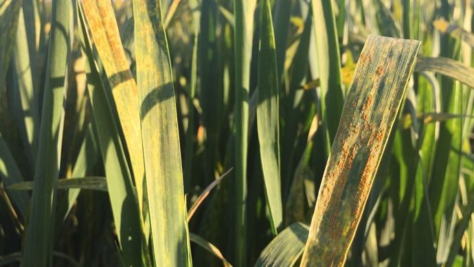 Génétique : lutter contre les bioagresseurs sans développer de résistances