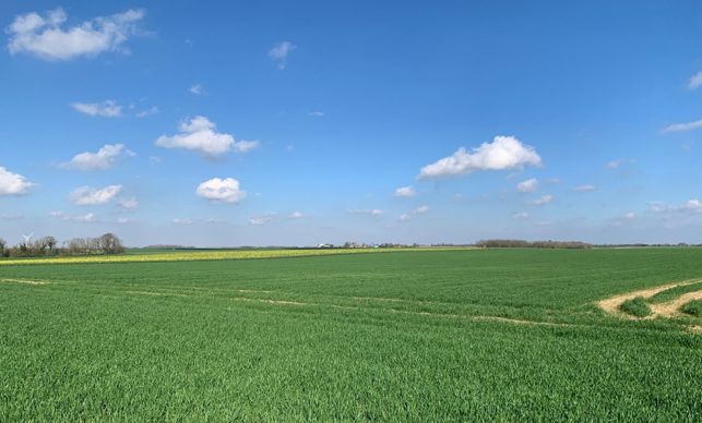 Premières pustules de rouille jaune signalées dans le blé
