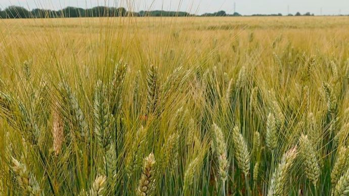 Les montants des aides couplées végétales pour la campagne 2025