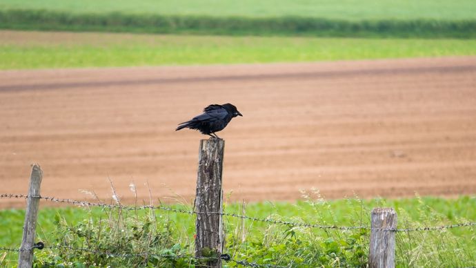 Lutte contre les corvidés sur maïs : des solutions à combiner dès le semis