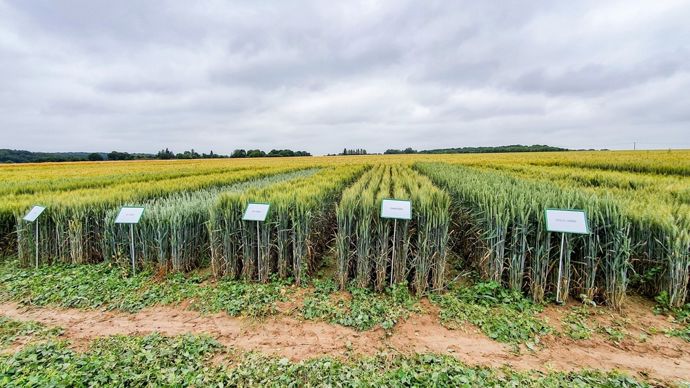 Le Conseil de l’UE valide le compromis sur les NGT, au tour du Parlement désormais