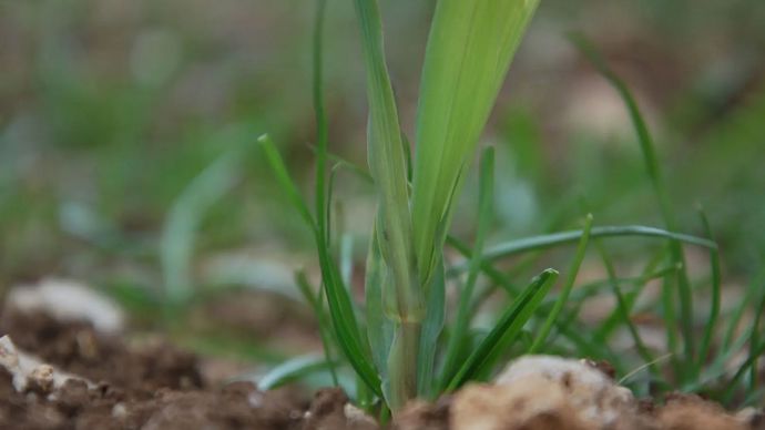 Maïs : faut-il désherber en prélevée par temps sec ?