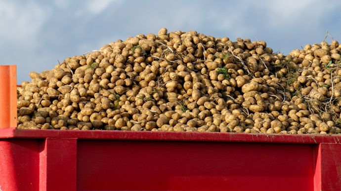 Comment gérer les excédents de pommes de terre ?