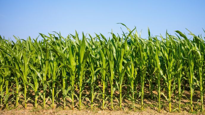 Une baisse des surfaces de maïs « révélatrice d’un malaise profond »