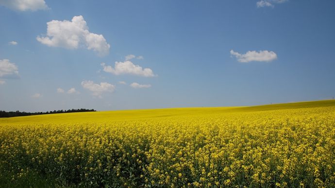 Apparition des charançons des siliques, surveiller les colzas