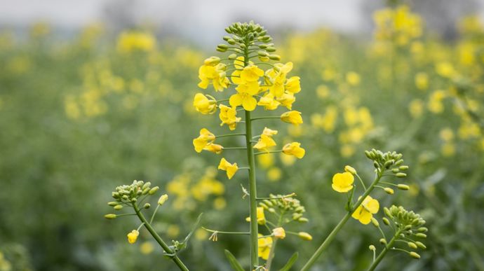 La compensation du colza peut-elle rattraper une floraison perturbée ?
