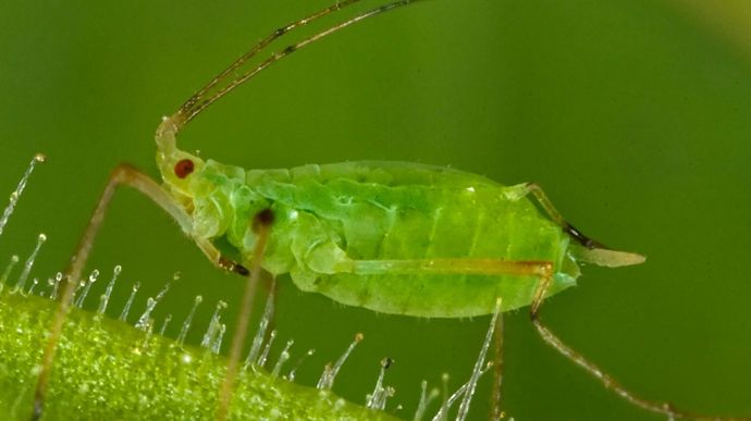 HZPC France : « combiner les solutions contre les virus »