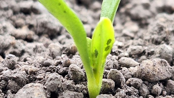 Arrivée des pucerons sur betteraves