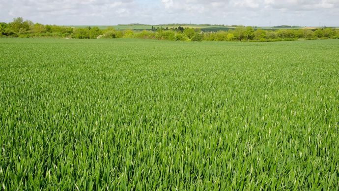 Hausse des prix : faut-il réduire la dose d&rsquo;azote sur blé ?