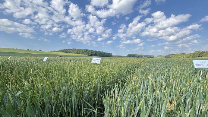 Où se concentre la problématique ray-grass/vulpin en France ?