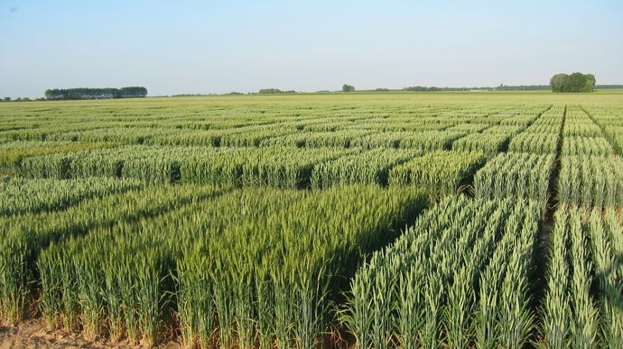 Face aux aléas climatiques, quelles variétés de céréales privilégier ?
