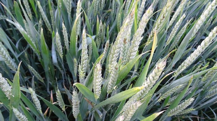 Attention aux pucerons sur épi dans le blé