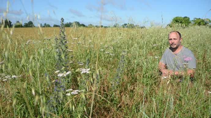 Ils ont testé les bandes fleuries d’origine locale