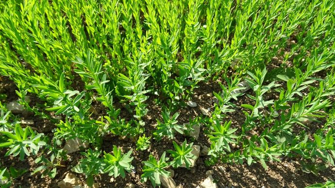 Valorex recherche 15 000 ha de lin oléagineux supplémentaires d’ici 2030