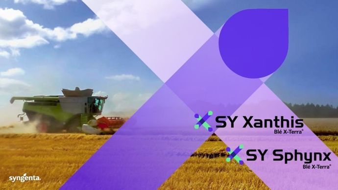Syngenta propose deux variétés de blé hybride pour les semis 2026