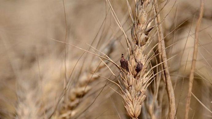 Comment gérer l&rsquo;ergot en grandes cultures ?