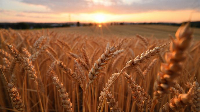 Les défaillances d’exploitations céréalières ont progressé au 2e trimestre