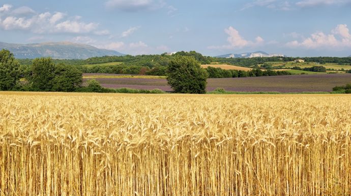 Volumes et prix agricoles en hausse en 2025, mais pas pour les céréales