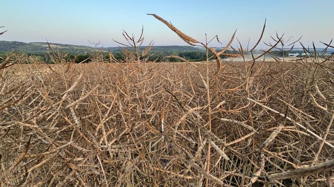 Colza : quel bilan au terme de la campagne 2025-26 ?