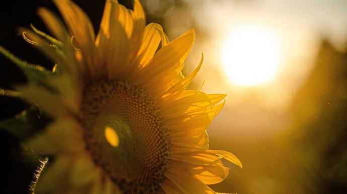 Le maïs et le tournesol français restent soumis à des conditions extrêmes