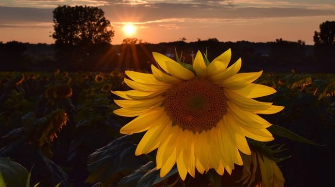Le maïs français va subir une nouvelle canicule