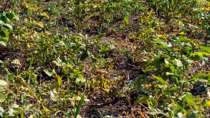 Pomme de terre : le CNIPT appelle l’aval à adapter ses stratégies au contexte