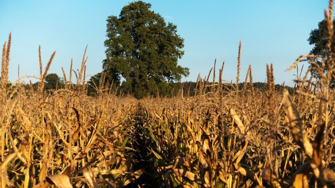Récolte 2026 : les estimations de rendements en maïs grain par département