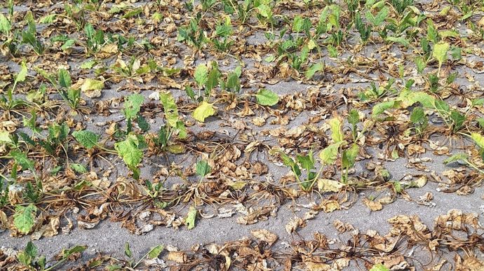 Betterave sucrière : une baisse de production de plus de 20 %, alerte la filière