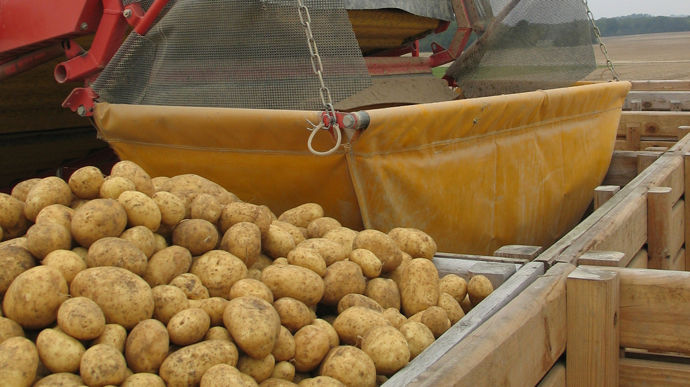 Pommes de terre 2026 : risque réel d’incapacité à honorer les contrats et petits calibres