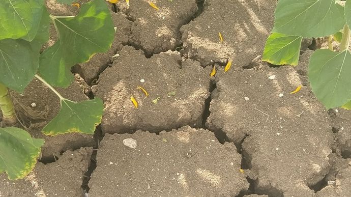 Canicule et sécheresse : les acomptes d’indemnisation relevés à 80 % pour les agriculteurs assurés