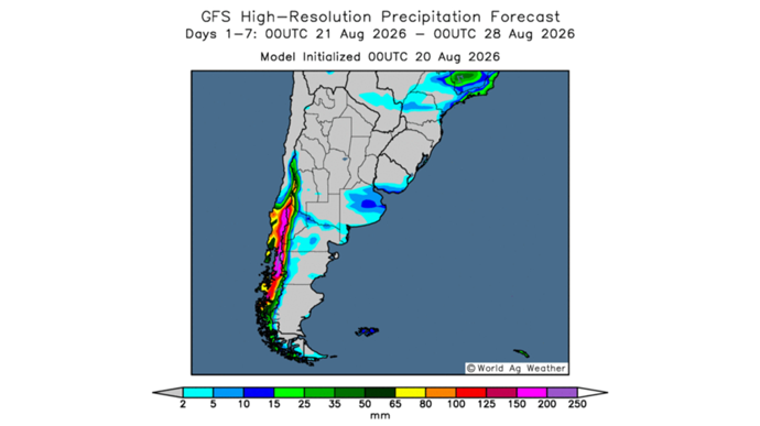 Le blé argentin conserve un excellent potentiel malgré les pluies